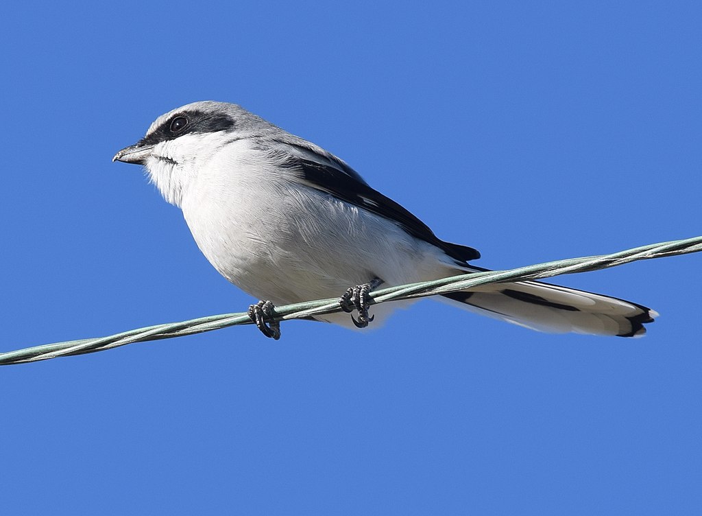Why Eating Like a Bird Might Get You Banned From Holiday Dinners Duck